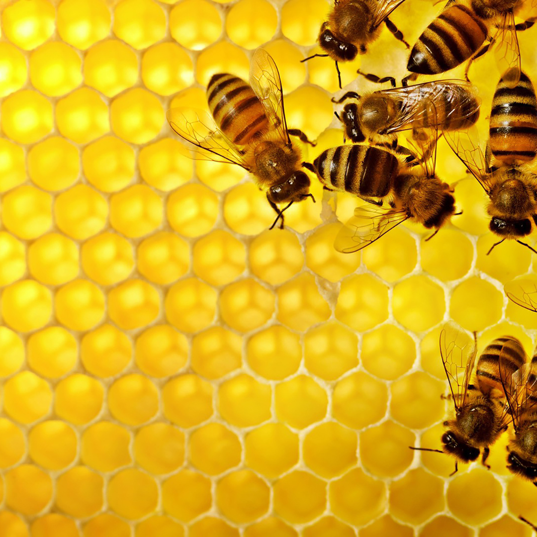 bees on honeycomb