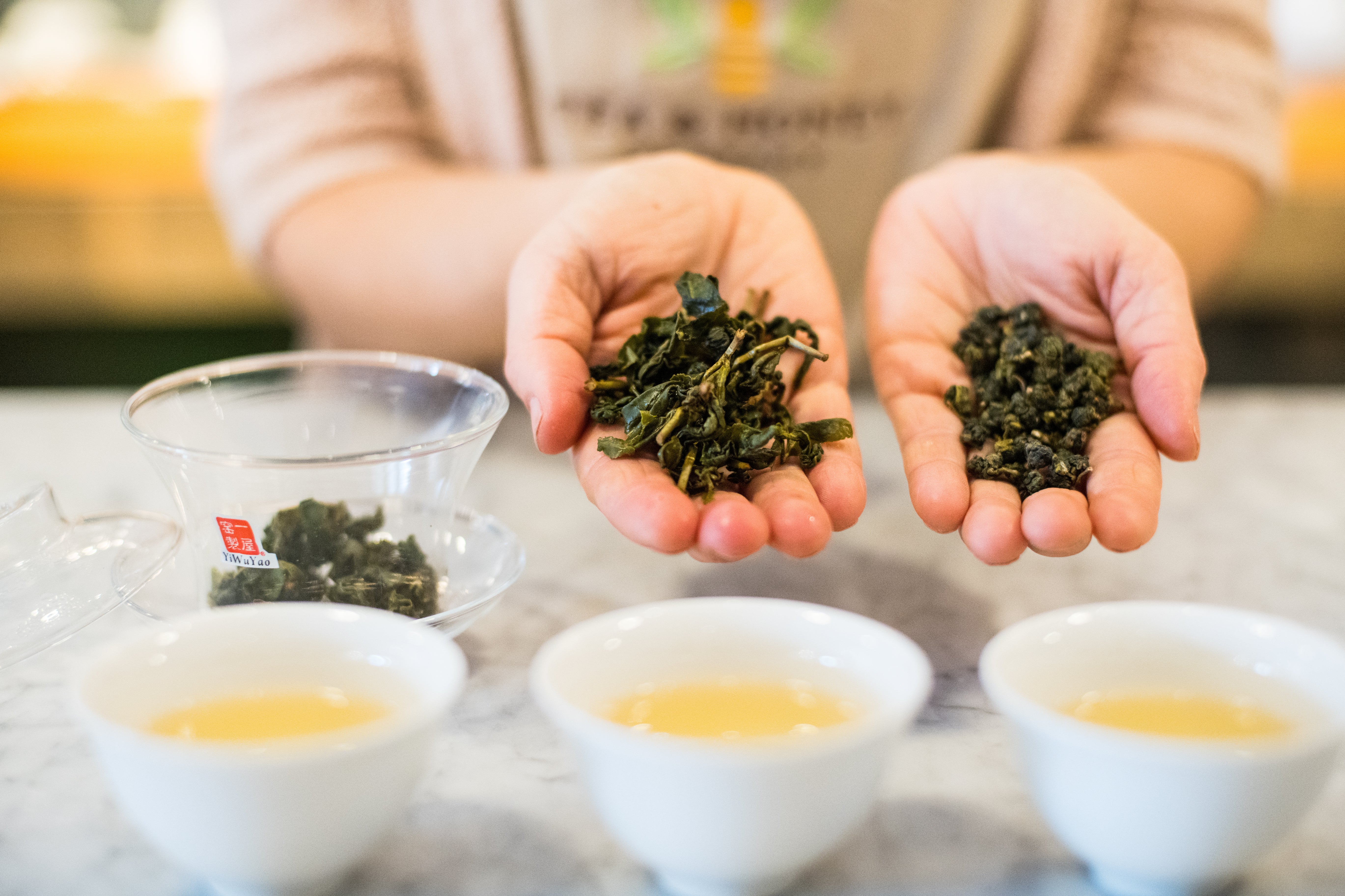 hands presenting wet and dry rolled Taiwanese oolongs behind a row of small white cups of brewed golden-hued oolong