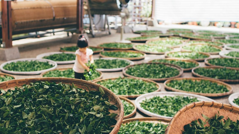 woman standing amidst a large array of tea leaves drying on round bamboo mats