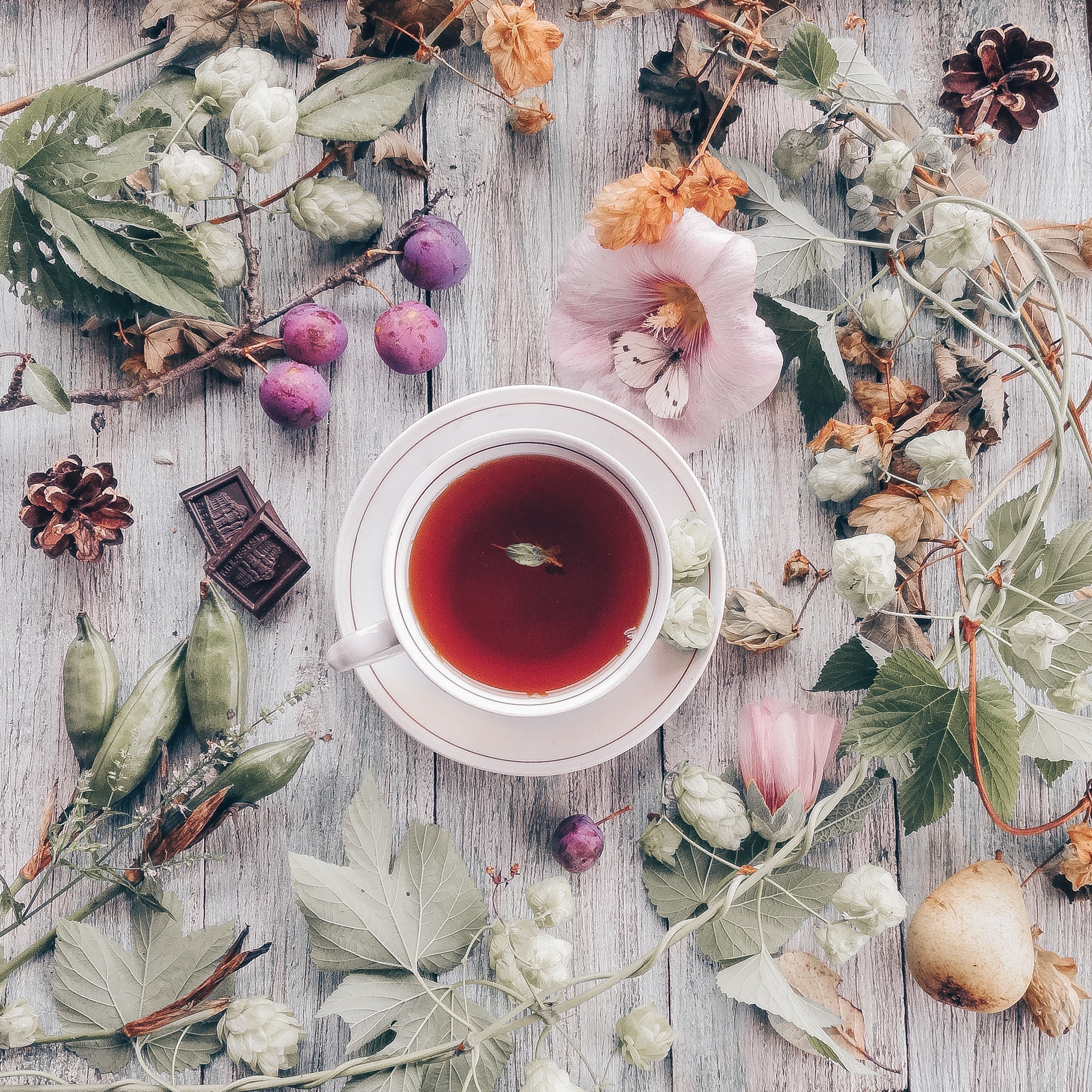 bright red herbal tea in a vintage teacup surrounded by hibiscus flowers, other herbs and flowers, and chocolate squares