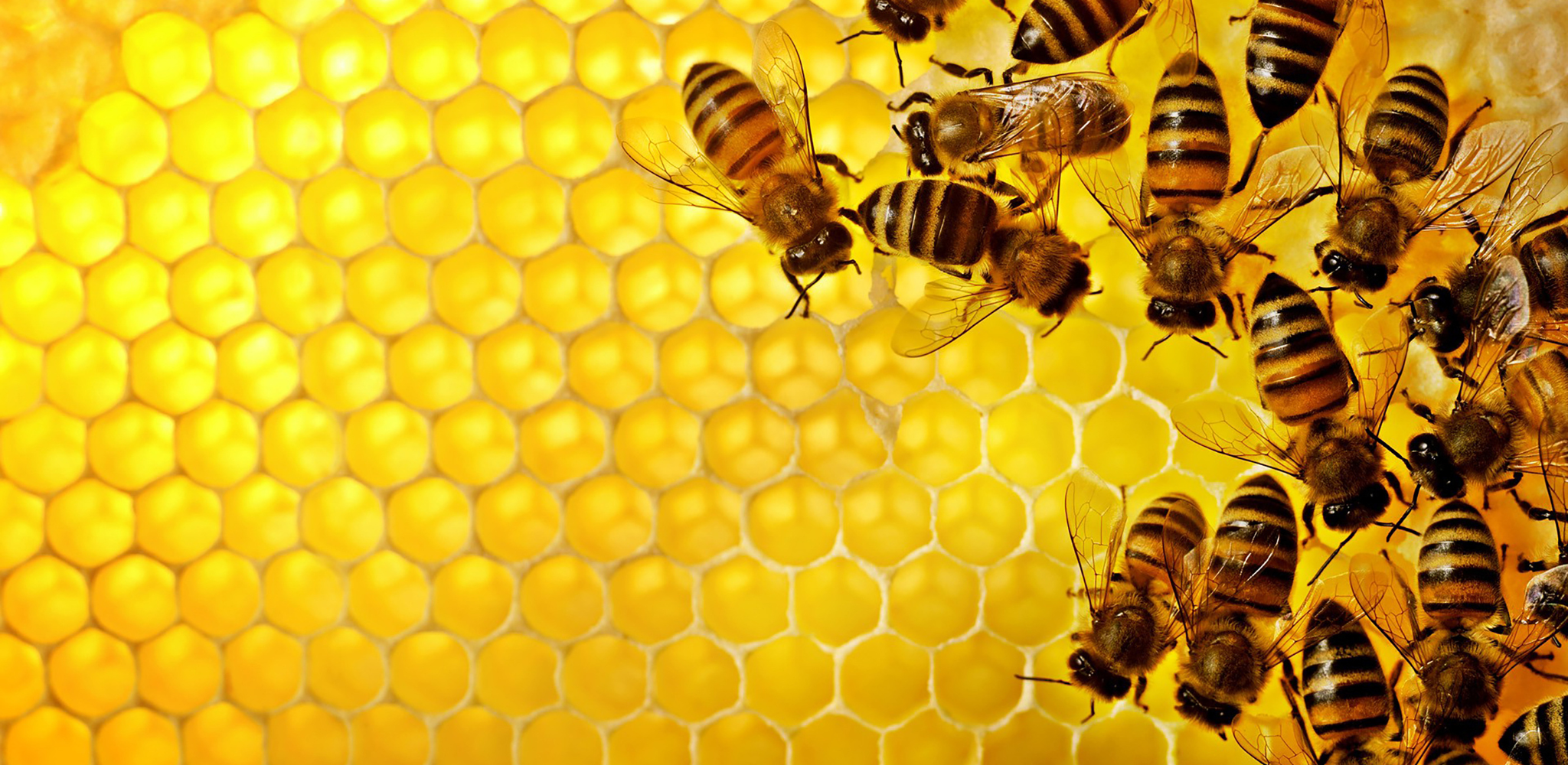 bees on honeycomb