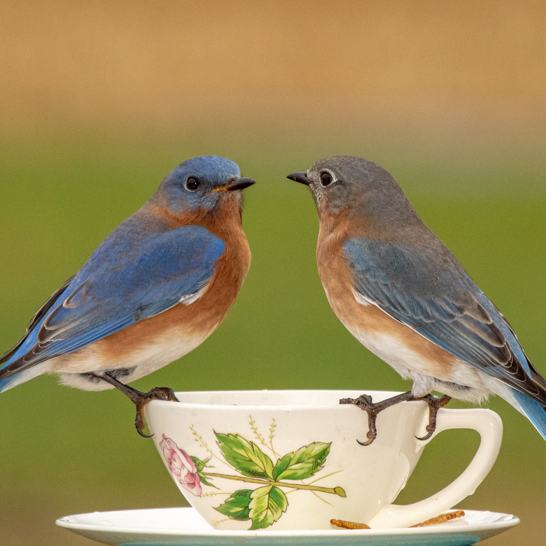 male and female bluebirds sitting on a vintage teacup