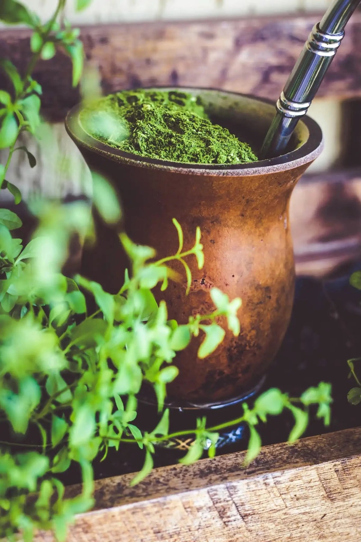 Javara Mate Tea Expert Answers: How to Prepare Yerba Mate, Chimarrão & Tereré ...