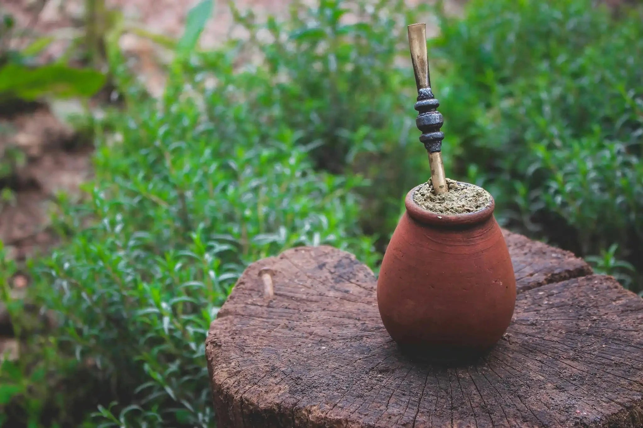 reddish yerba mate gourd with yerba mate and a bombilla on sitting on a stump surrounded by green vegetation