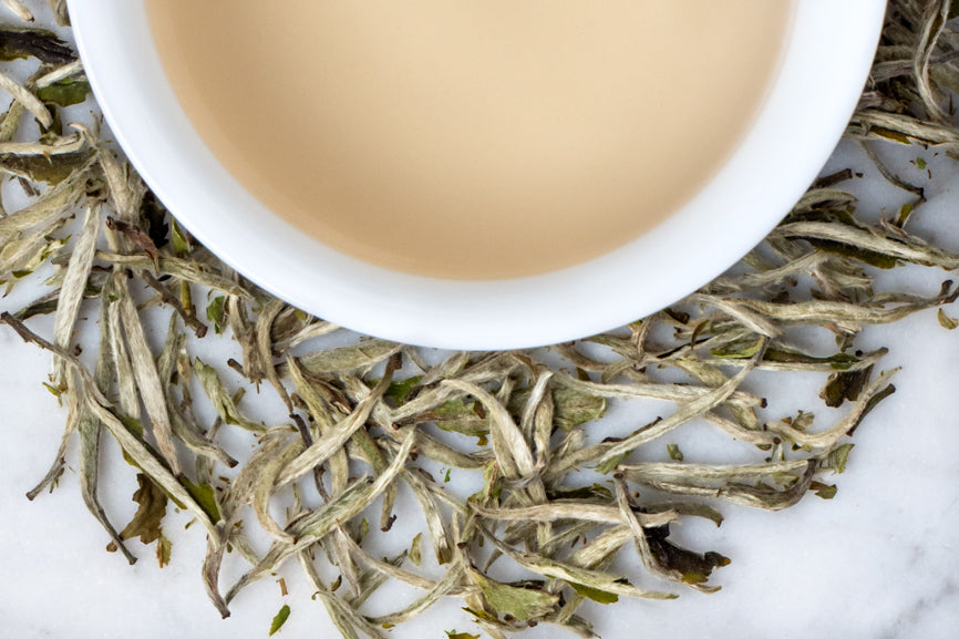Silver Needle Tea Buds Surrounding A Brewed Cup